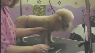 Grooming Miniature Poodle (Sweet heart clip part 2)