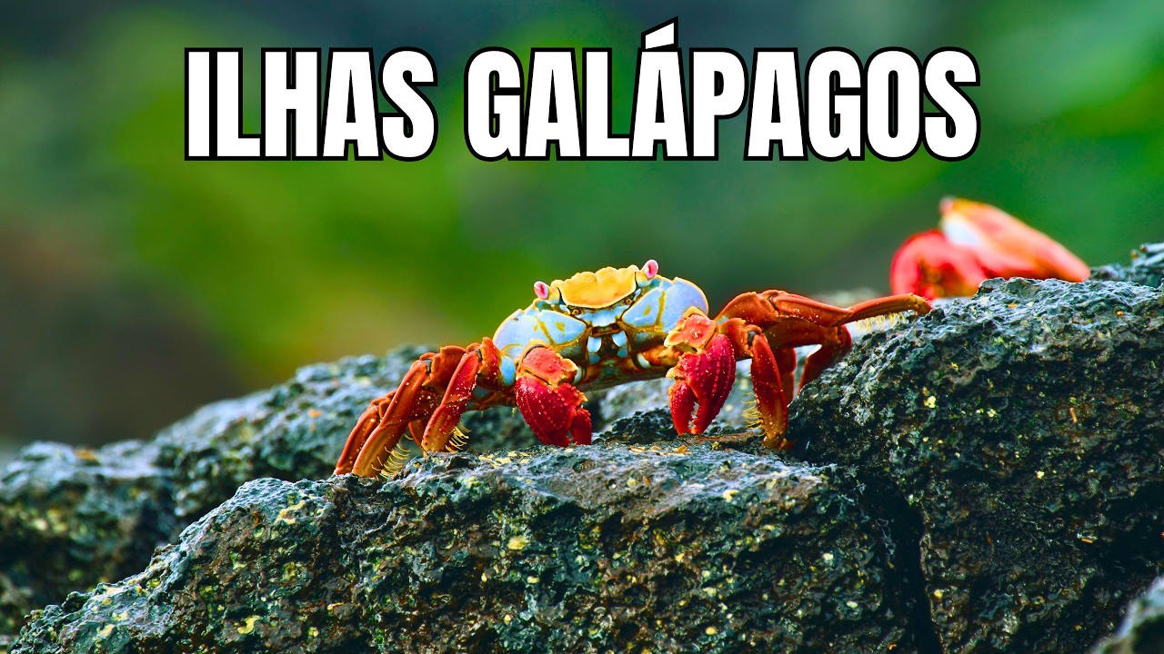 Ilhas Galápagos | Uma Vida Selvagem Única - Documentário