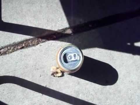 Chipmunk Steals Cookie