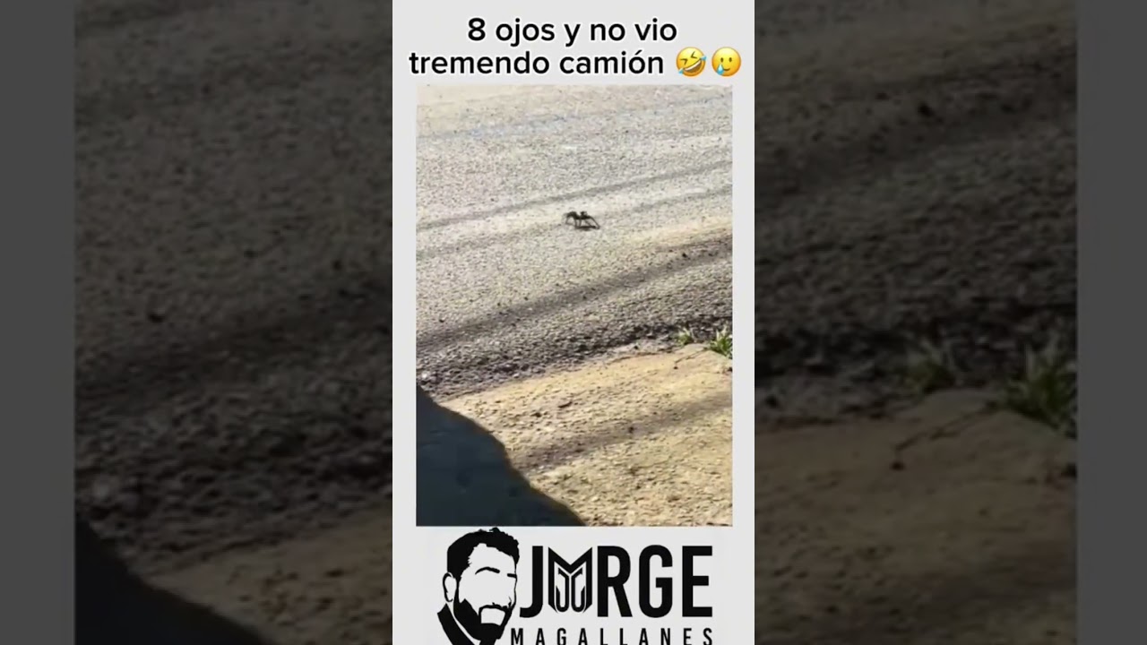 8 ojos y no vio tremendo camión 🤣🥲#humor #comedia #arañas #camion