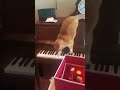 Gatoven  tocando el piano