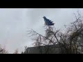 Chicken Screaming In Tree But It S Godzilla