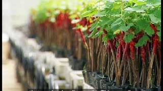 The Grape Wall of China