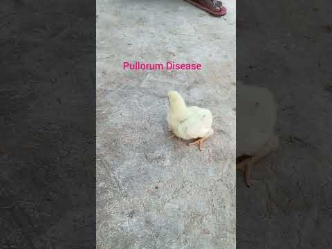 , title : 'ব্রয়লারে পুলোরাম ডিজিজ।Pullorum Disease in Broiler Chick.'