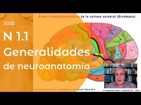 N1 | Generalidades de neuroanatomía | Profesor Eduardo A. Pró | Anatomía 2 | FMed UBA