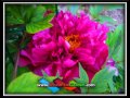 Floral Fireworks - Wisconsin Garden Video Blog 417 Floral Fireworks - Wisconsin Garden Video Blog 417
