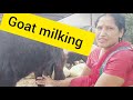 Goat Milking