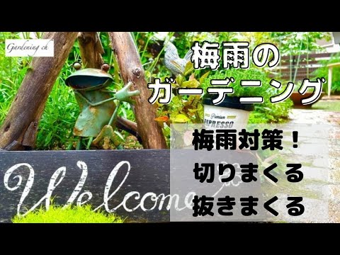 冬に庭で馬糞を使用するにはどうすればよいですか？利点、アドバイス、使用方法  庭園