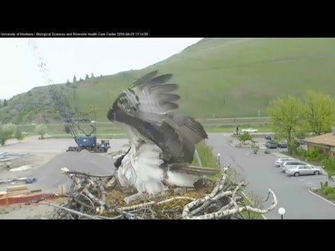 Hellgate ospreys 4.29.16 Iris laid a egg at 514pm