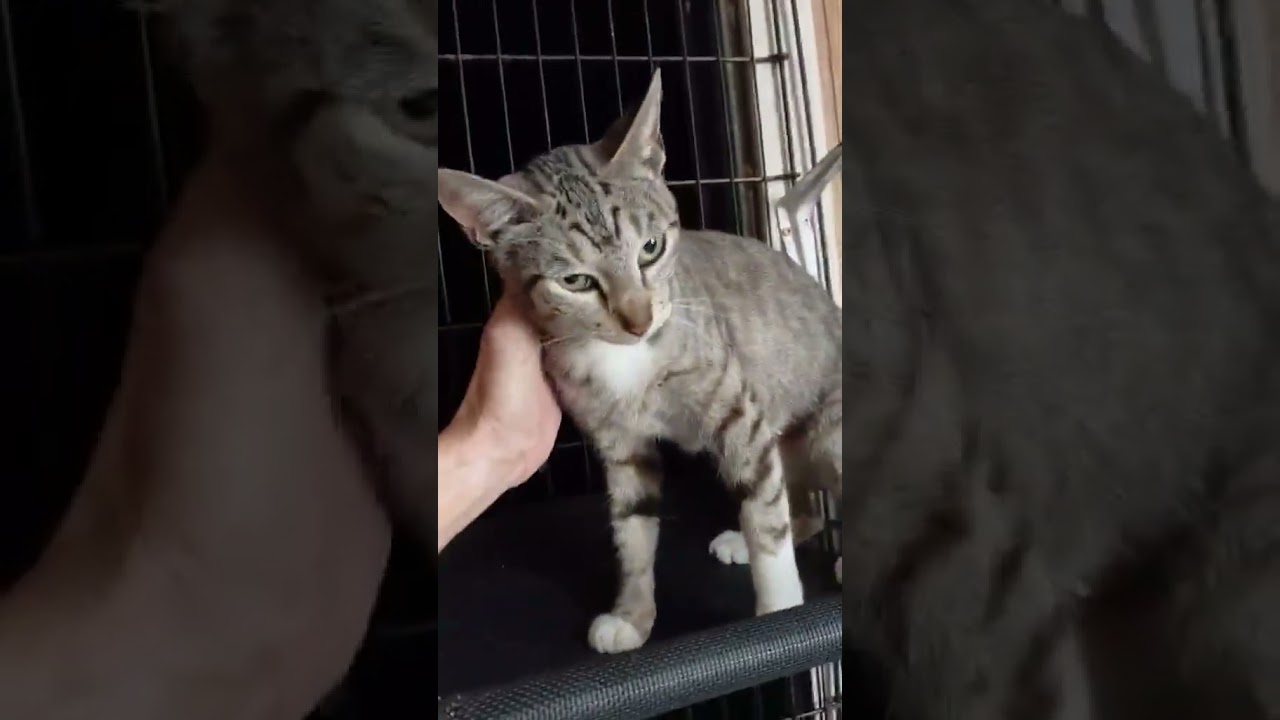 Enlarge Tawnie, an adopted American Shorthair in Bellevue, WA video 6/6