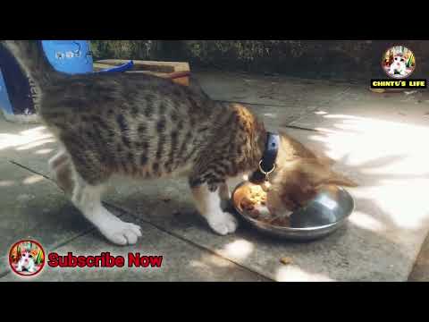 Chintu | Cute Kittens | Pets Animal | Billi Ka Bachcha | Cat | Animal Video | Baby Cat | Cats Food