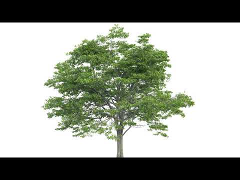 Big tree growth over time. 4KFull HD tree grow