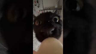 #cat #cute #catvideo #cutecat #funnyvideo #funny