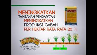 Download lagu GIBGRO 10 SP - BULIR PADI MELIMPAH mp3
