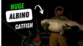 HUGE 64 lb Albino Catfish