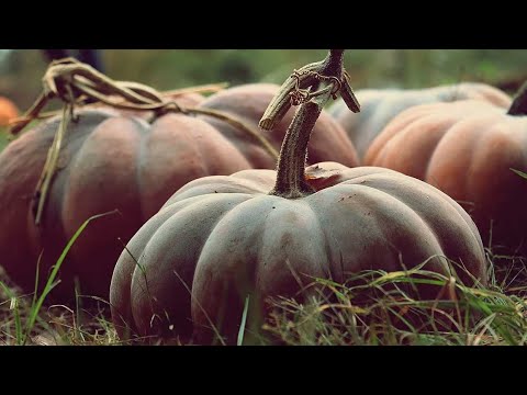YouTube video about: Can goats eat squash plants?