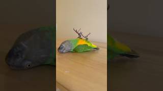Senegal Parrot Flips and Plays Dead