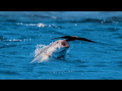 Pták versus ryba