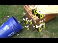 Honey Bee HUGE SWARM! Capturing A Honey Bee Swarm Using A Bucket!