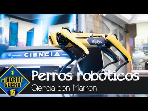 Los impresionantes perros robóticos de Marron capaces de todo - El Hormiguero