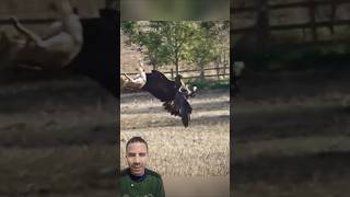 Lebre Escapa da Águia com um Salto Inacreditável! 🐇🦅😱
