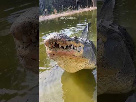 Este CAIMÁN hace un sonido particular 🤨 #caiman #Caimanes #cocodrilo #animales #lagartos #reptiles