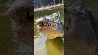 Este CAIMÁN hace un sonido particular 🤨 #caiman #Caimanes #cocodrilo #animales #lagartos #reptiles