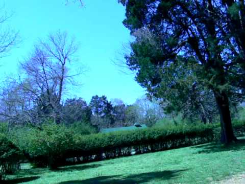 Rowan Oak Video 2