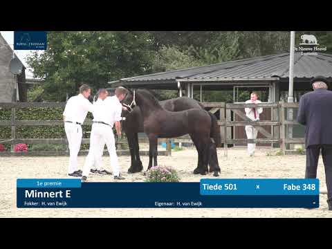 Veulenkeuring De Nieuwe Heuvel 9-9-2020