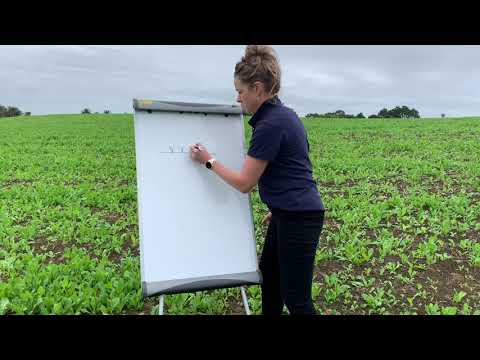 Chicory establishment