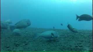 preview picture of video 'Humphead Parrotfish, Scuba Diving at USAT Liberty, Tulamben, Bali (16m) 07/05/12 - GoPro HD Hero2'