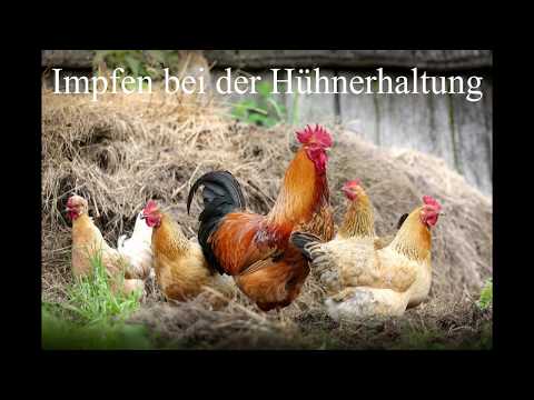 Impfen bei der Hühnerhaltung, was kann ich, was muss ich in Deutschland beachten
