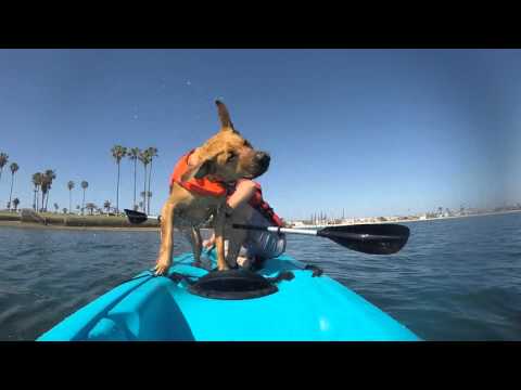 Dog's first kayaking try