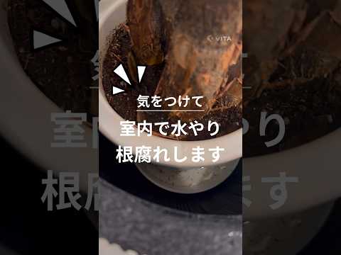 植物に水をやるのに白酢を使用できますか?はい、いいえ  庭園