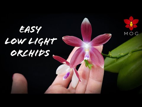 5 Easy Orchids for Low Light! | Orchid Care Tips for Beginners