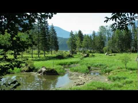 ディーゼルの白鳥の歌?