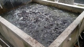 Kunci Sukses Padat Tebar Lele Untuk Pemula di Kolam Kecil