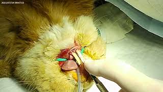 Tutorial Rabbit Incisors Teeth Extraction full procedure!