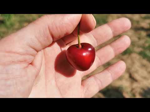 Sredina juna prikaz trešanja