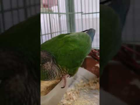 ブラウンブレストコニュアについて詳しく解説