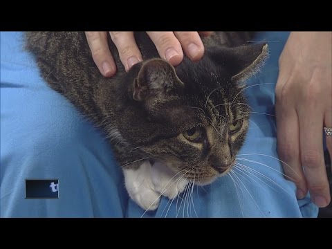 Ask the Expert: Caring for elderly cats