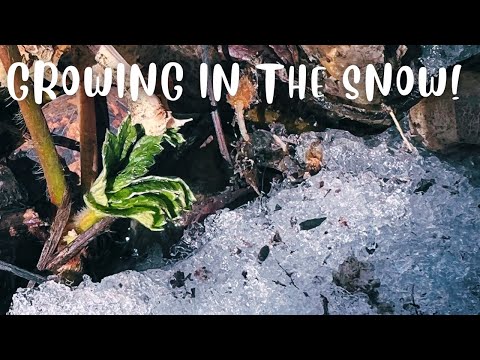 Edible Perennials for Cold Climates: Early & Easy