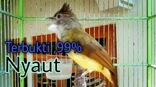 Download lagu Pancingan Cucak jenggot ini terbukti mampu memancing Cucak jenggot lain jadi bunyi mp3
