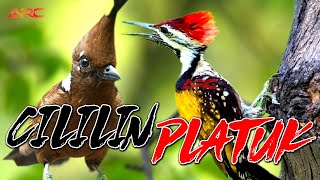 MASTERAN PLATUK BAWANG VS CILILIN | 100% AUDIO JERNIH KUALITAS HD
