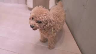 Bedava Köpek Sahiplendirme Acele et