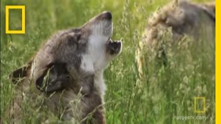 How Did Wolves Evolve?  National Geographic