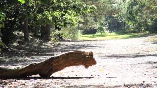 Herman van Veen over Landgoed De Paltz in Soest
