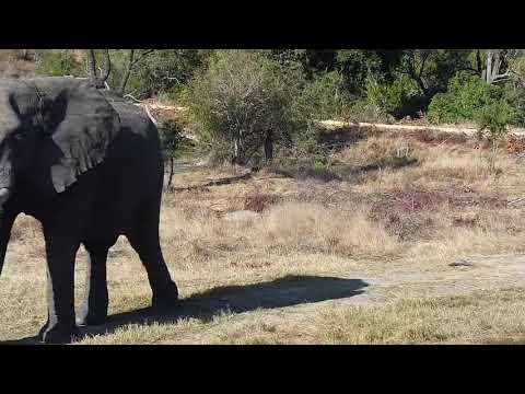 Djuma: Three Elephants - 14:44 - 06/27/21