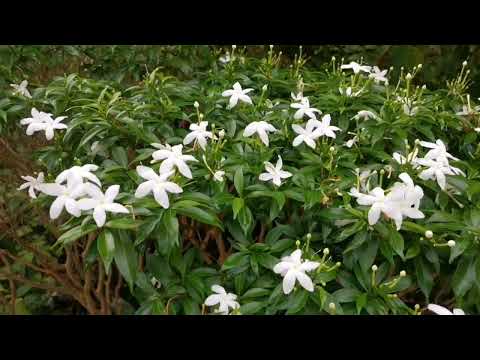 珍珠馬茶花花語