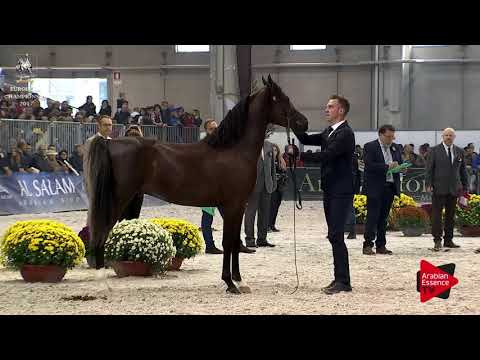 N.167 R'ADJAH DE CARTHEREY - Verona 2017 - 3 Years Old Colts (Class 6)